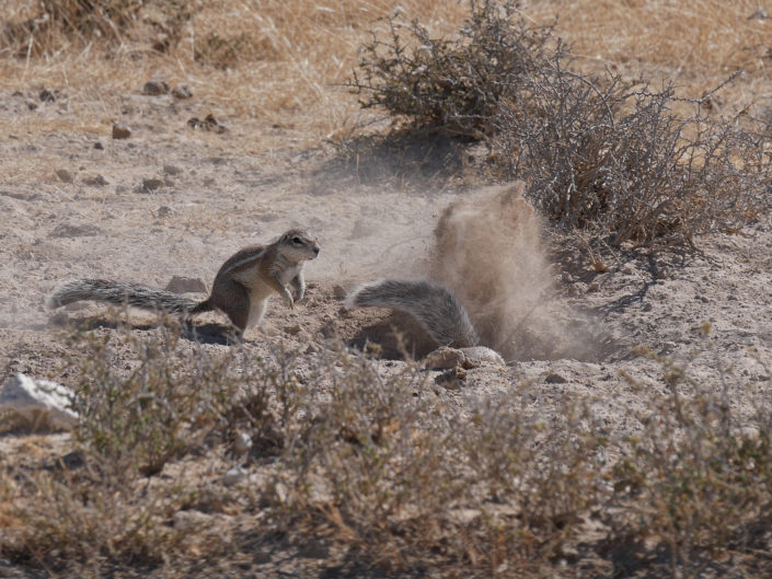 Mountain ground squirrel