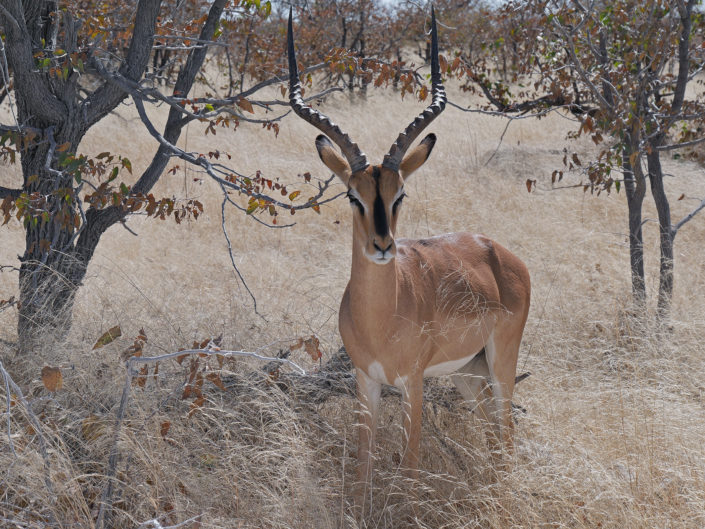 Black-faced impala