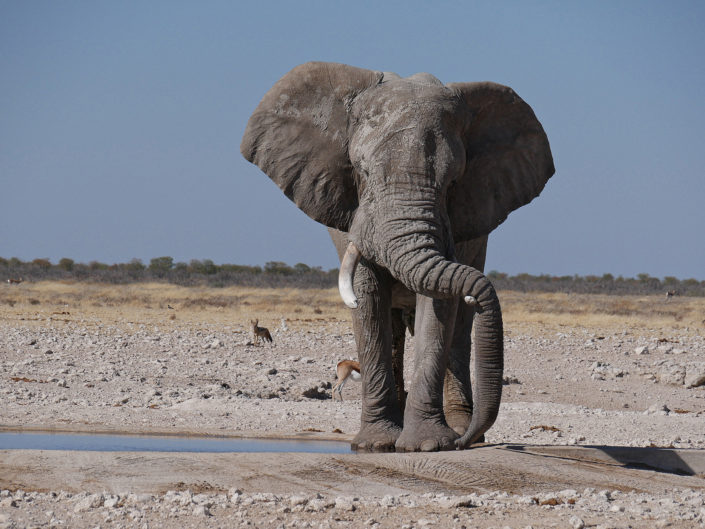 African savanna elephant