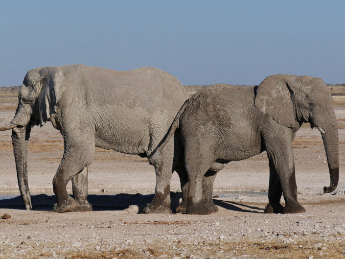 African savanna elephant