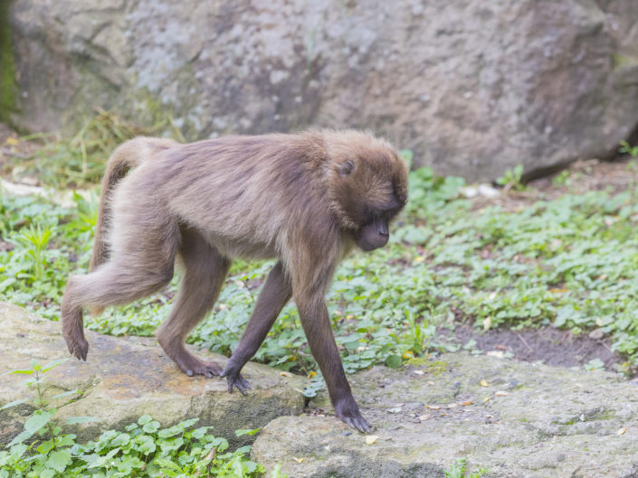 Gelada
