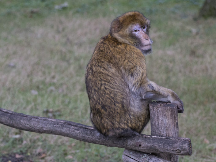 Barbary macaque