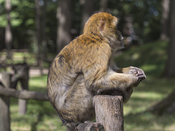 Barbary macaque