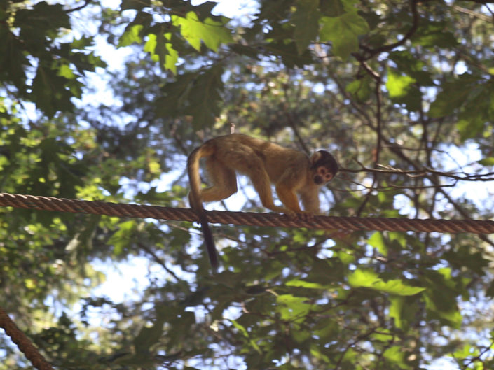Black-capped squirrel monkey