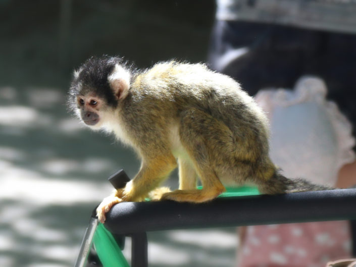 Black-capped squirrel monkey