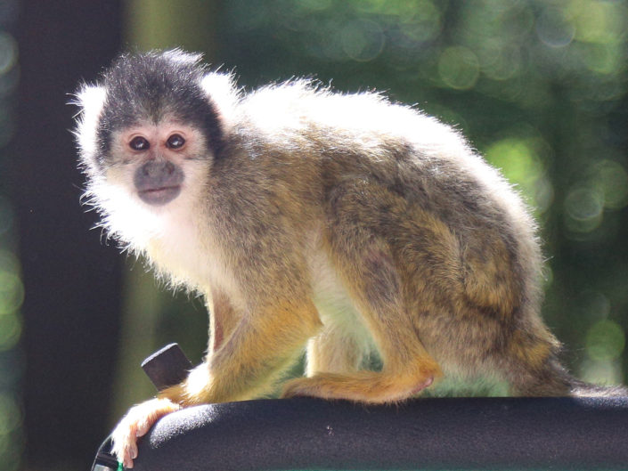 Black-capped squirrel monkey