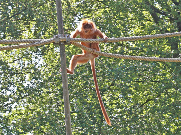East Javan langur