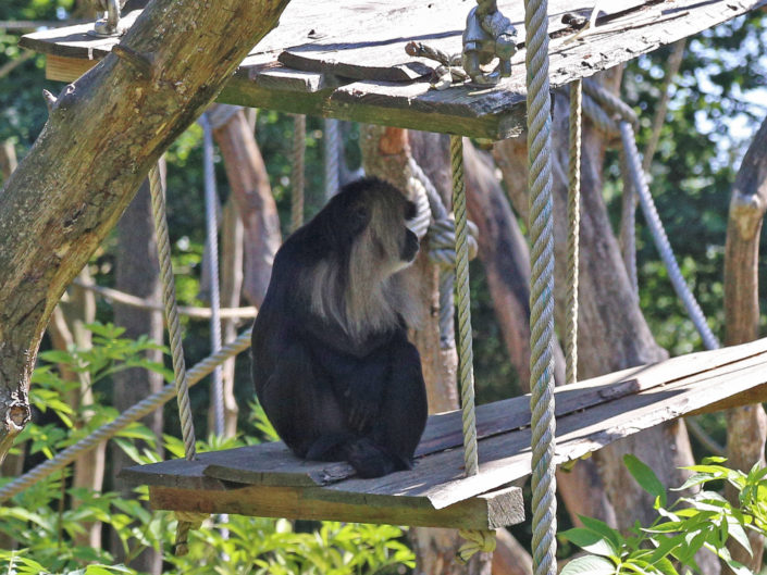 Lion-tailed macaque