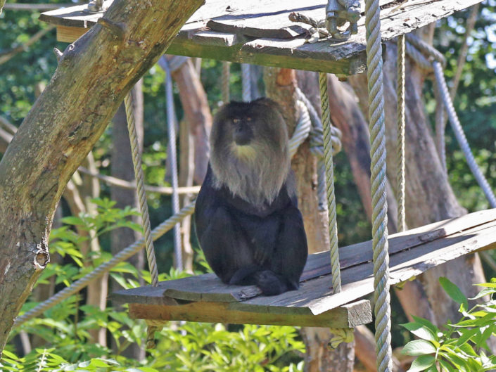 Lion-tailed macaque