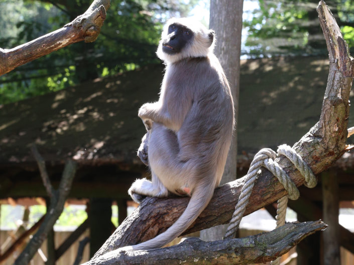 Northern plains gray langur