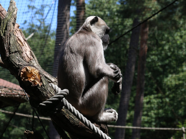Northern plains gray langur