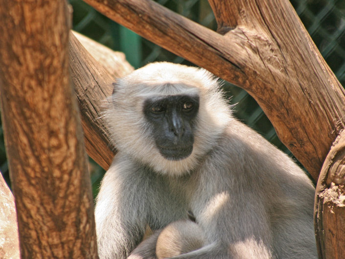 Tarai gray langur