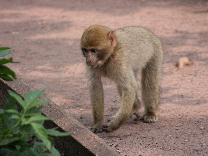 Barbary macaque