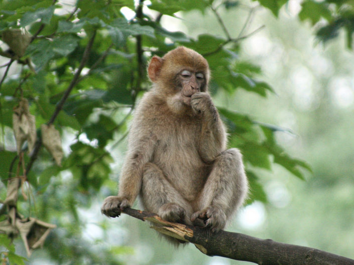 Barbary macaque