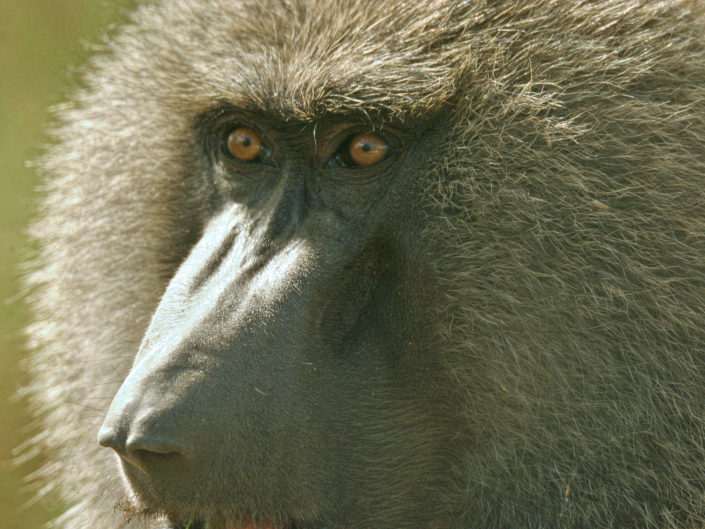 Olive baboon