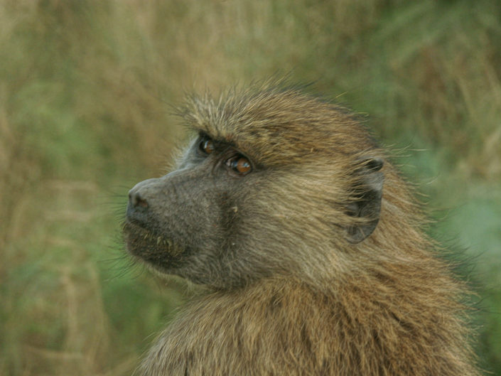 Olive baboon