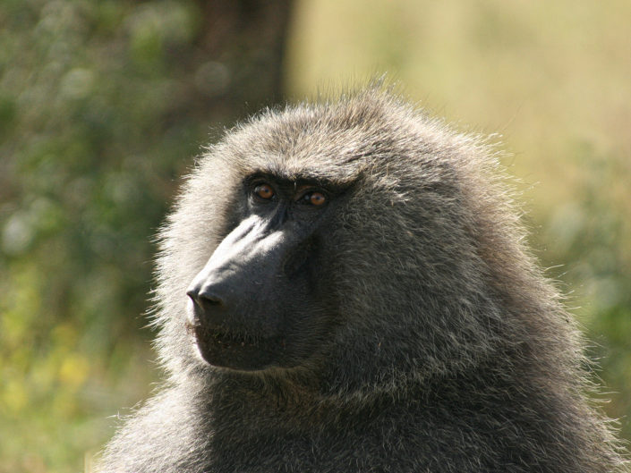 Olive baboon