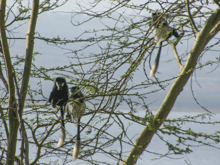 Mantled guereza