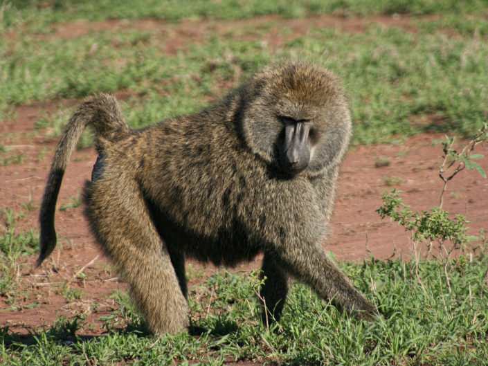 Olive baboon