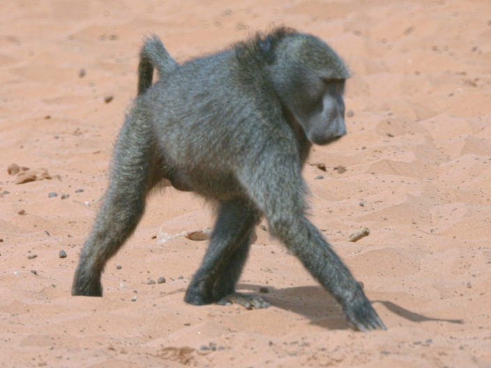 Chacma baboon