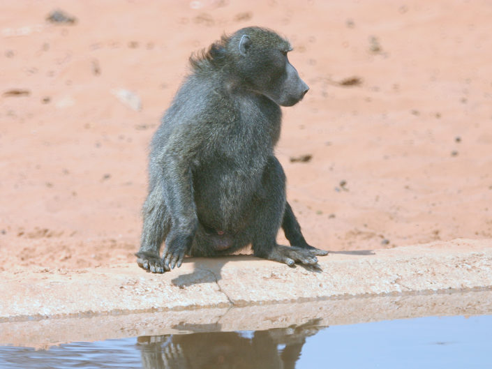 Chacma baboon