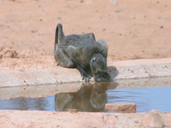 Chacma baboon