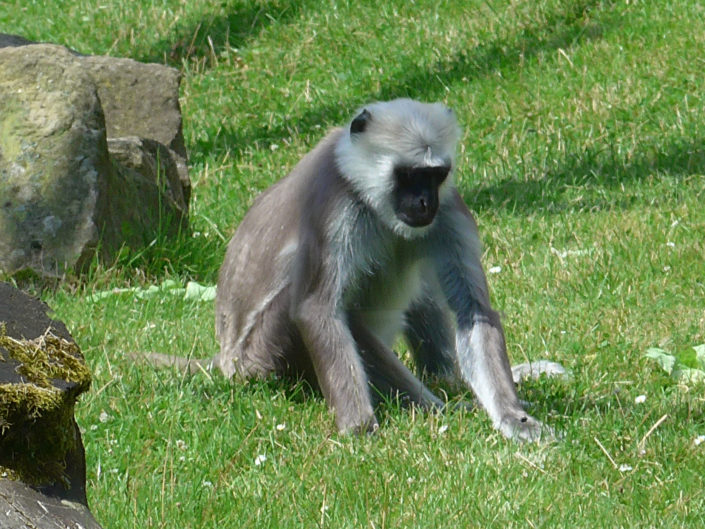 Nepal gray langur