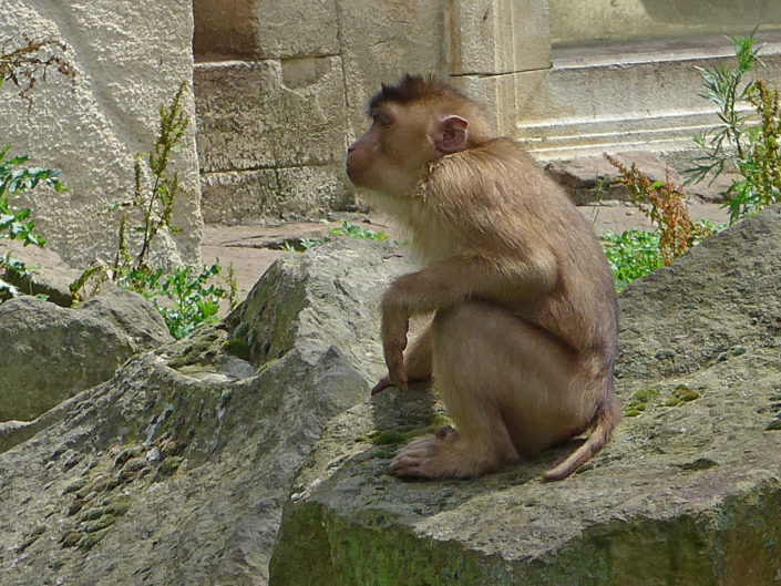 Southern pig-tailed macaque