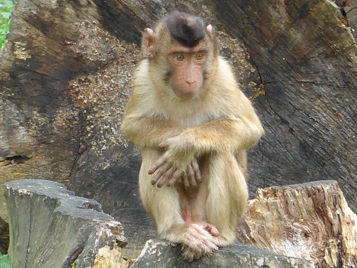 Southern pig-tailed macaque