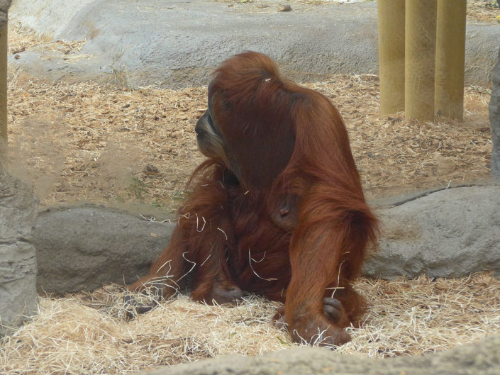 Orangutan
