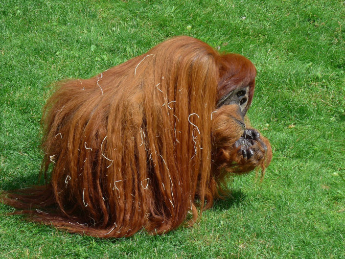 Orangutan