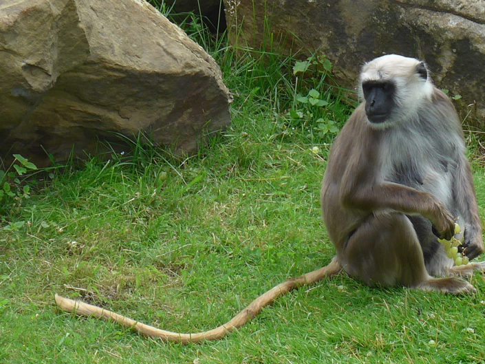 Nepal gray langur