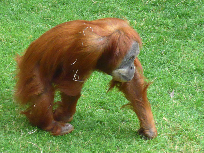 Orangutan