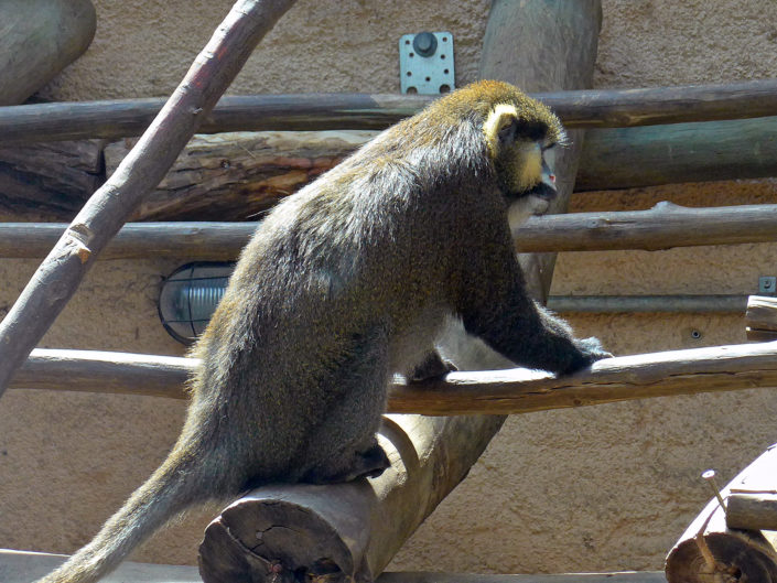 Moustached guenon
