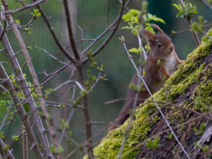 Red squirrel