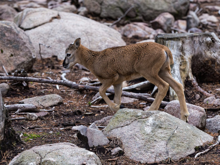 European mouflon