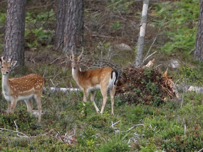 European fallow deer