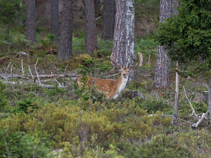 European fallow deer