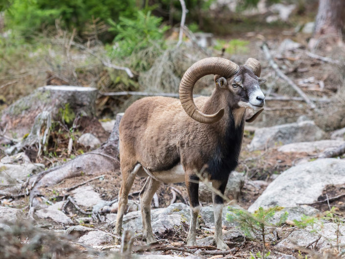 European mouflon