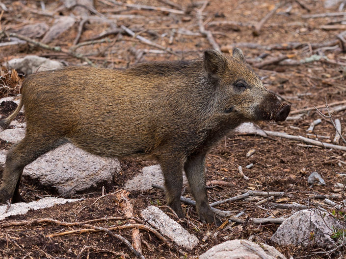 Wild boar