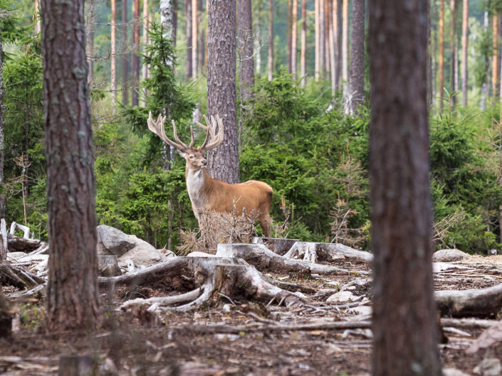 Red deer
