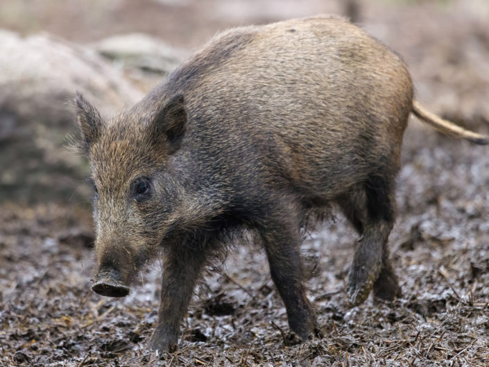 Wild boar