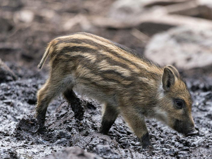 Young wild boar