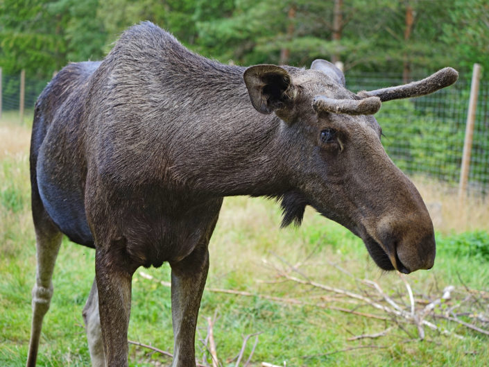 European elk