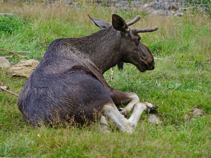 European elk