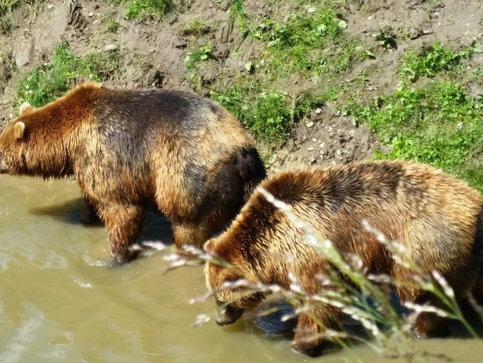 (Kamchatka) Brown bear