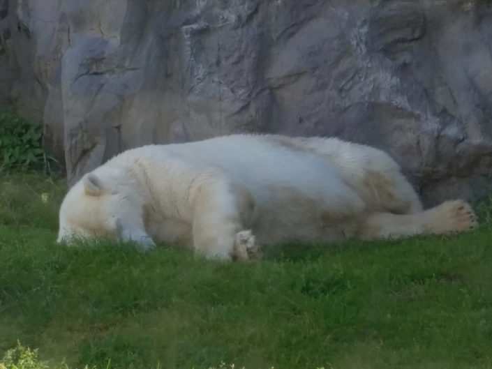 Polar bear