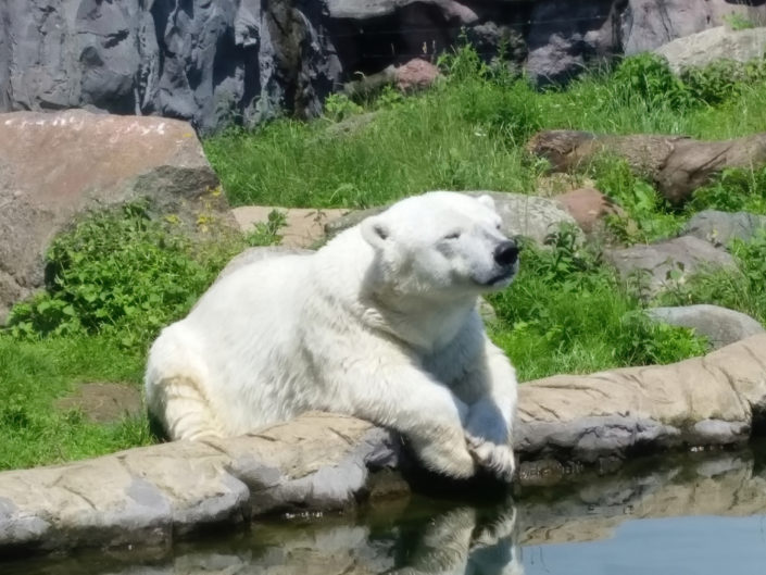 Polar bear