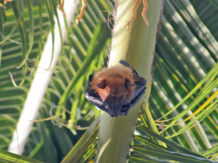 Indian flying fox
