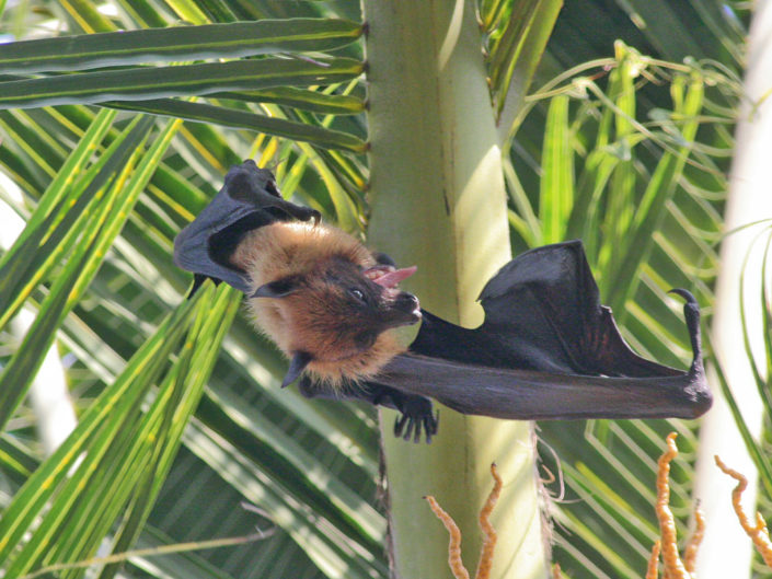 Indian flying fox